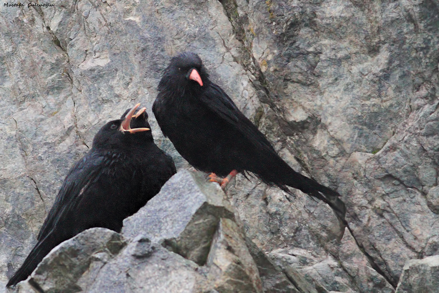 Red-billed Chough